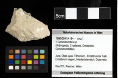Foto (Objekt + Etiketten) von ? Goniodromites sp. 
